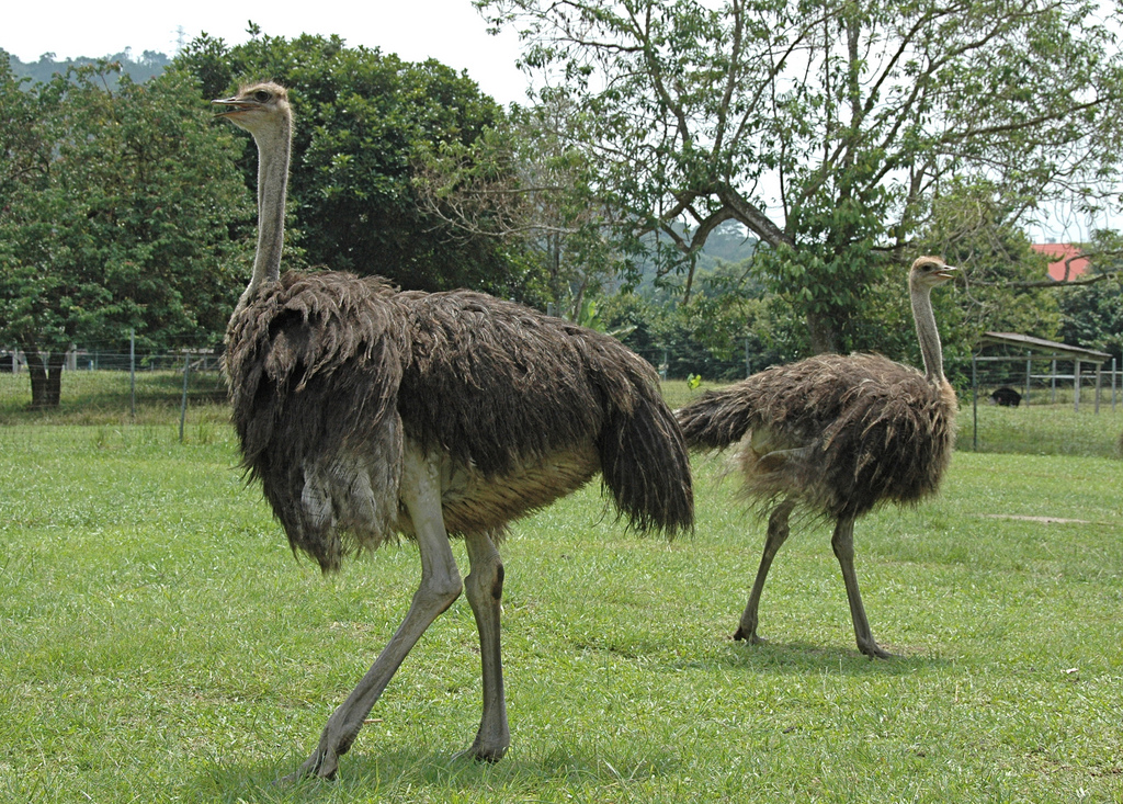 Jelita Ostrich Farm, Seremban | Negeri Sembilan Tourist & Travel Guide ...